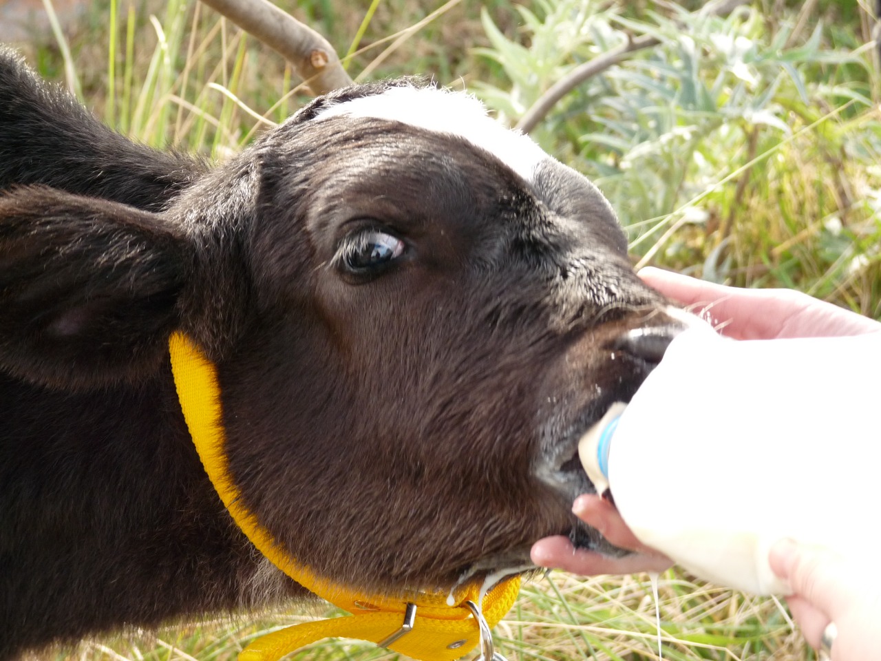 Producción animal