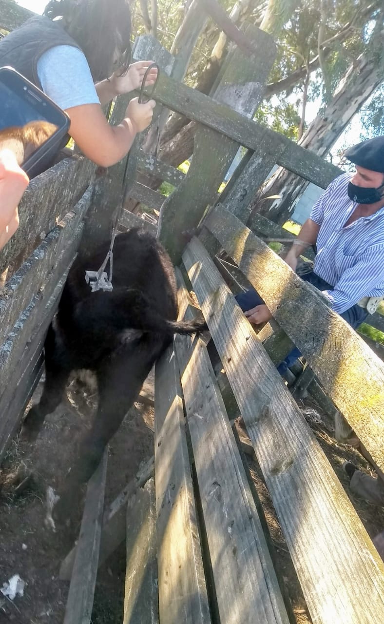 Producción animal