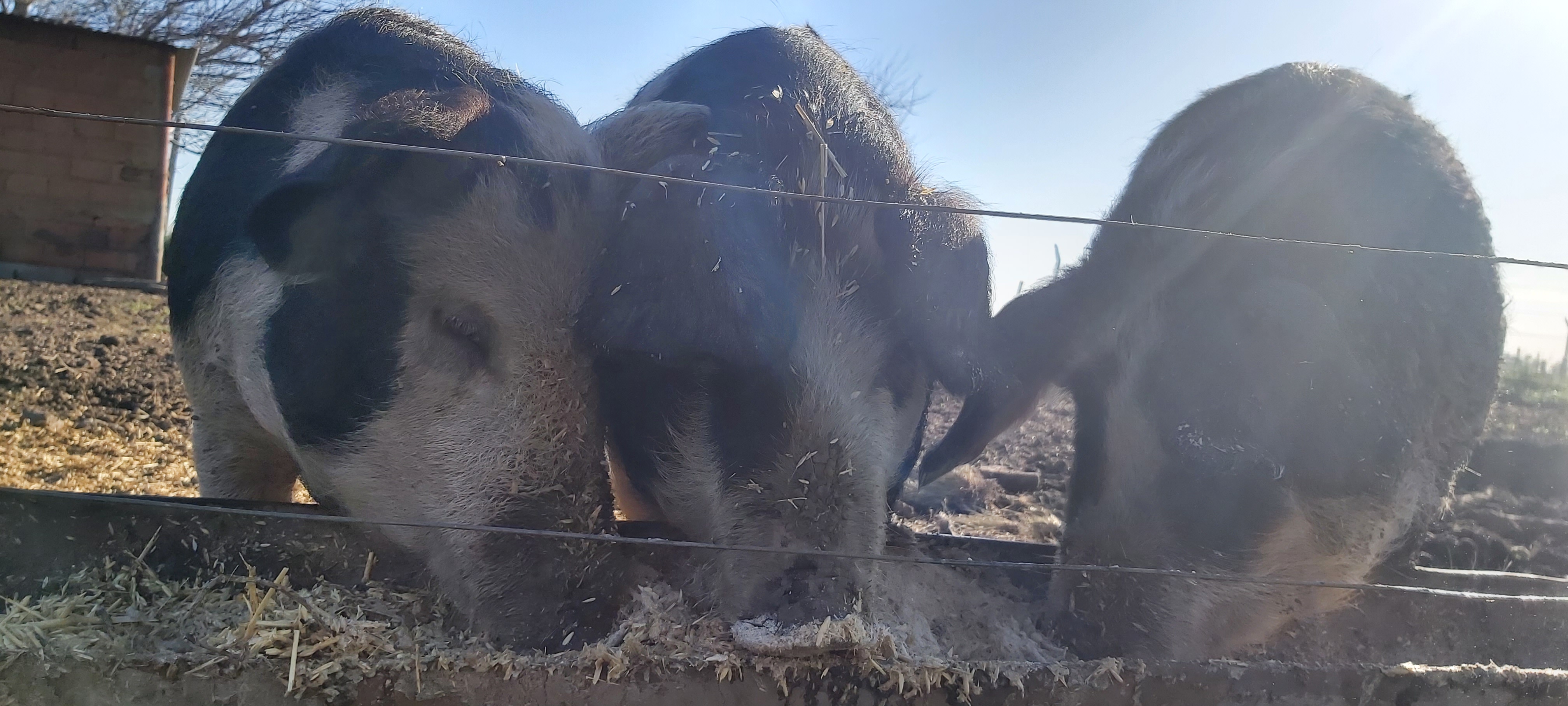Producción animal