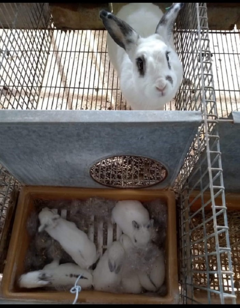 Producción animal
