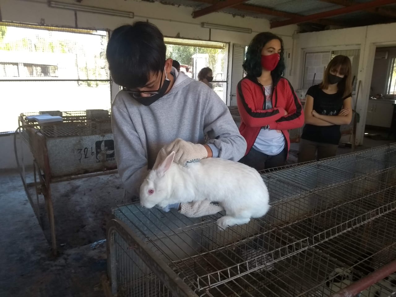 Producción animal