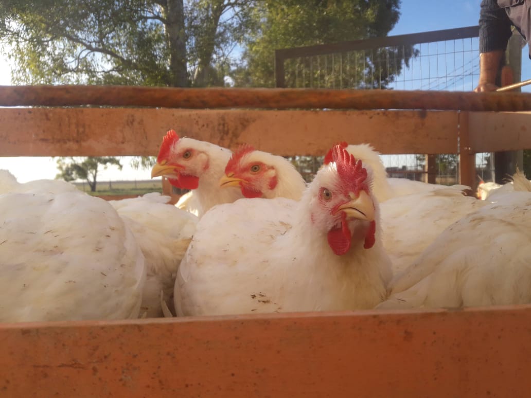 Producción animal