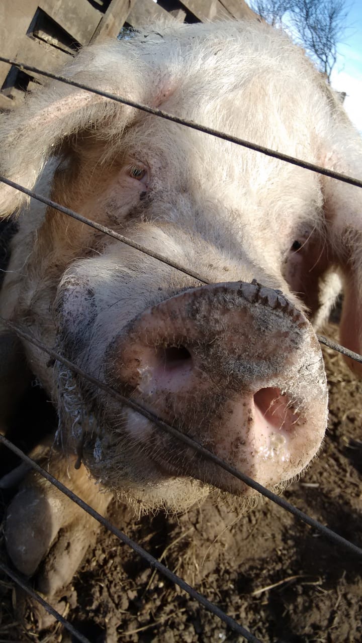 Producción animal