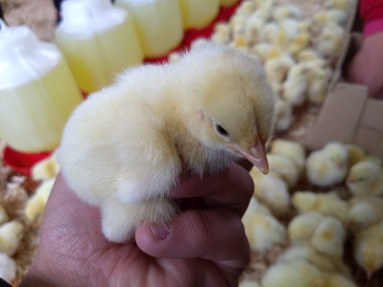Producción animal