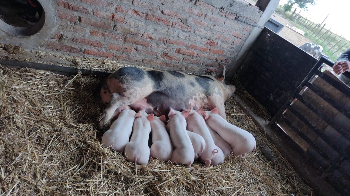 Producción animal