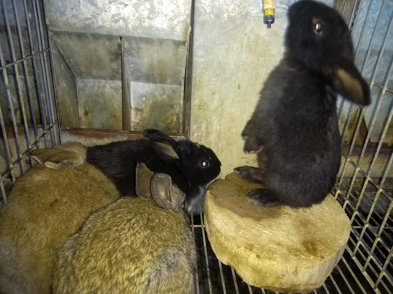 Producción animal