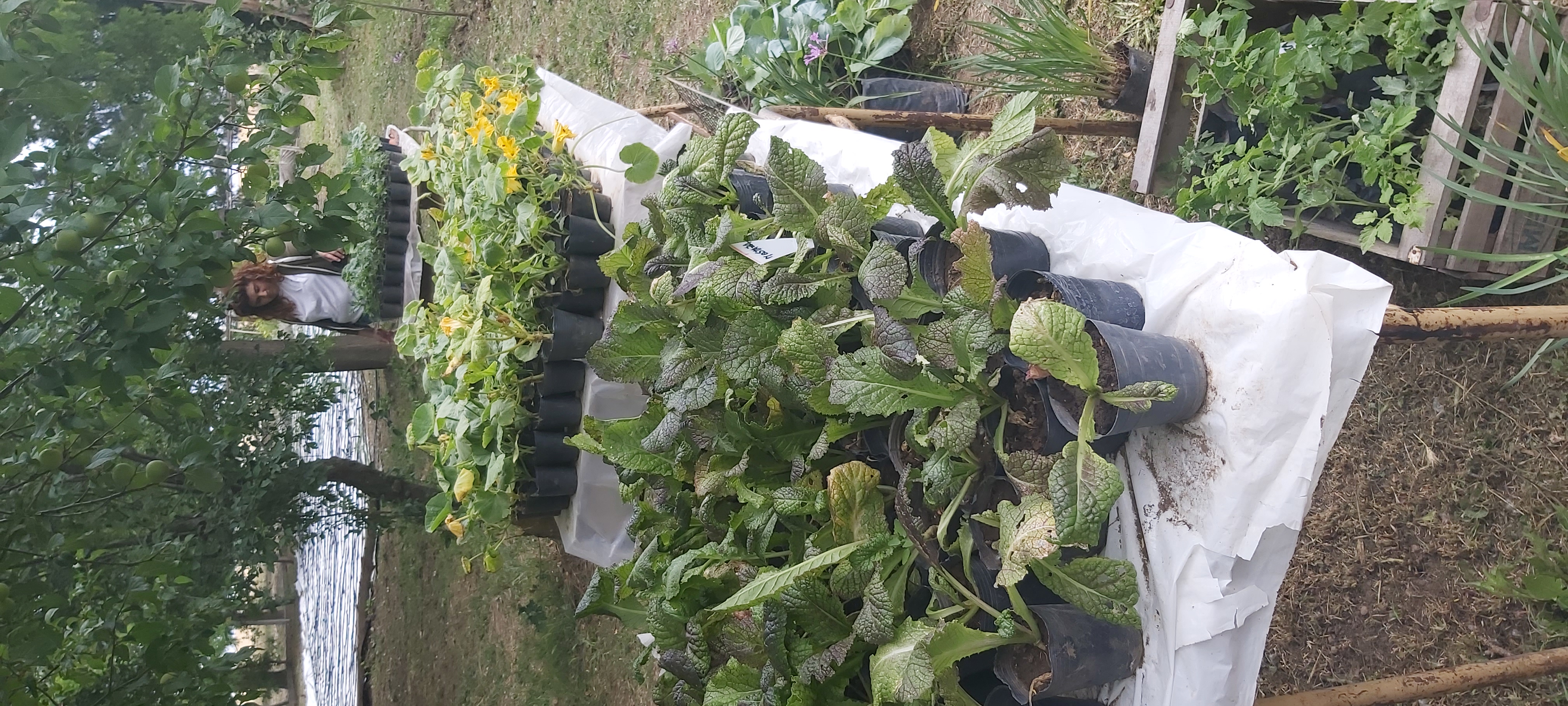 Producción vegetal