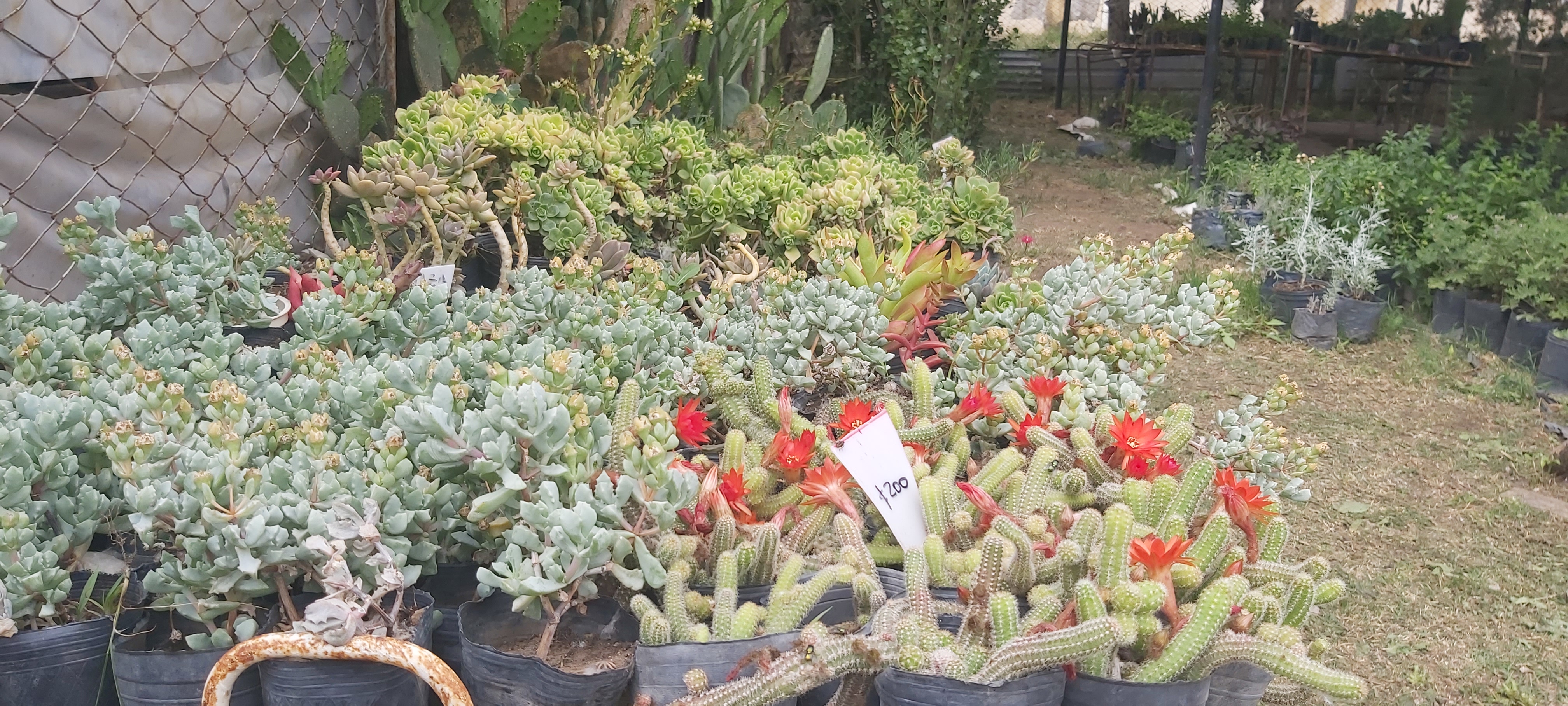 Producción vegetal