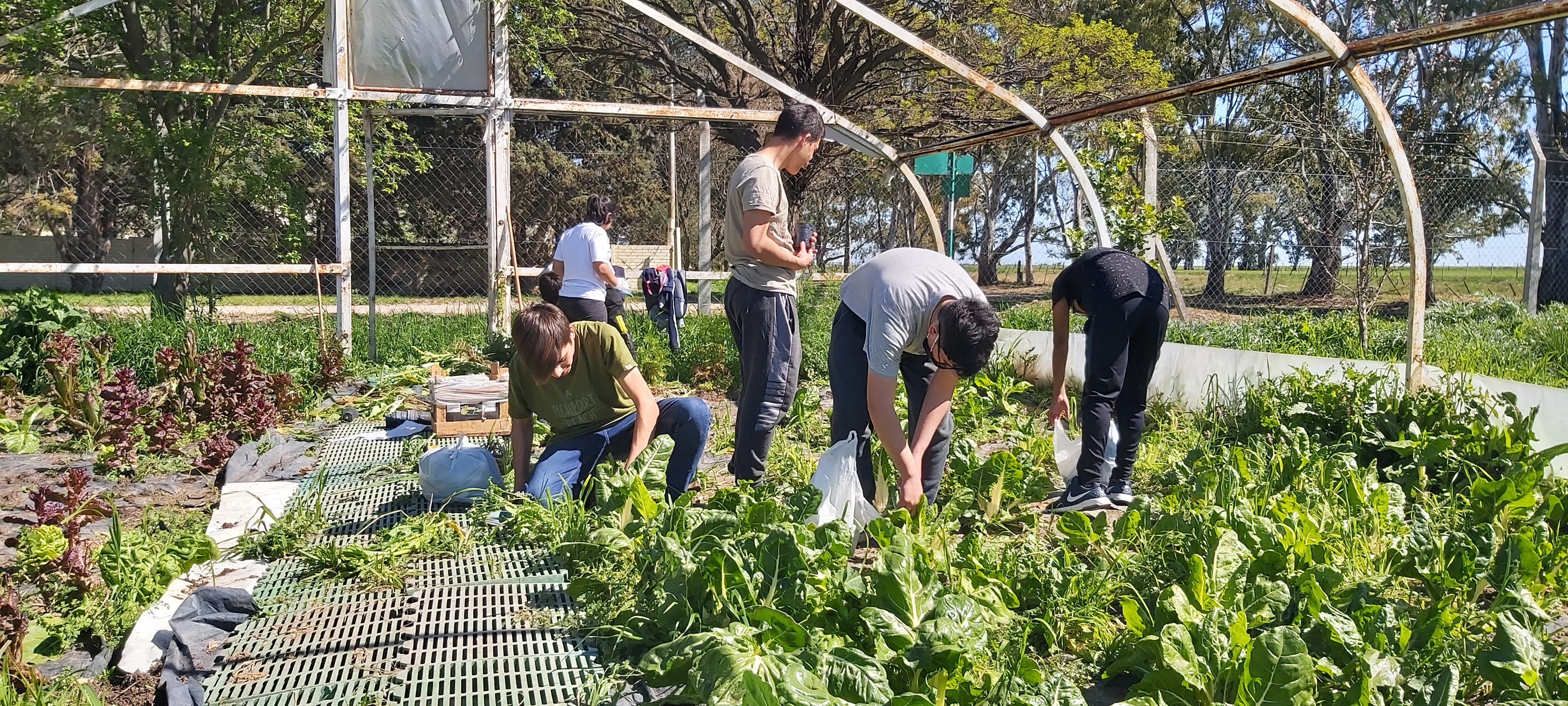 Producción vegetal